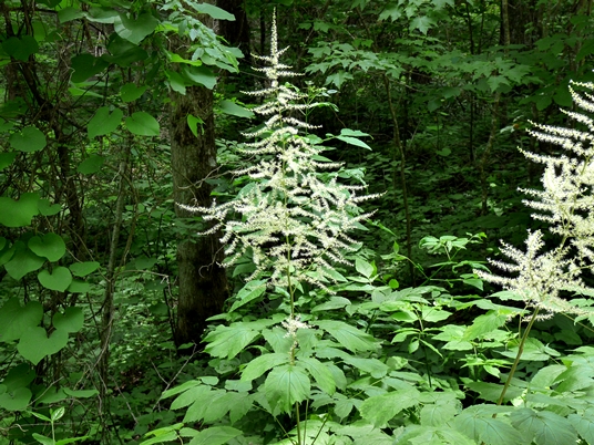 {Astilbe biternata}